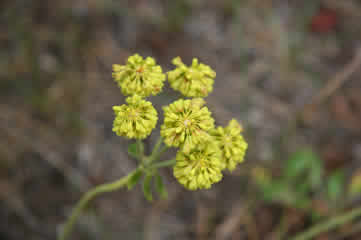 Northern Buckwheat