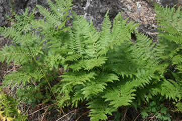 Bracken Fern