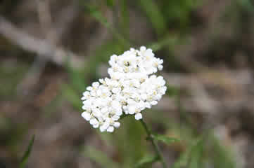 Yarrow