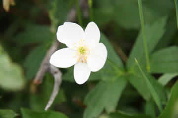 Mountain Avens