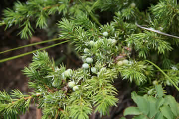 Juniper Berries in Rockies