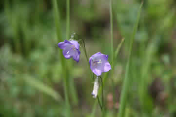 Mountain Harebell