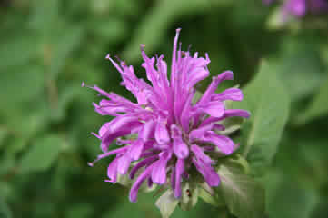 Bee Balm