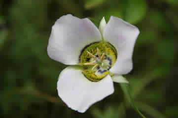 Mariposa Lily