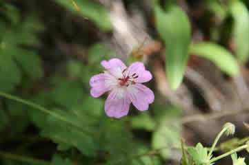 Freemont Geranium