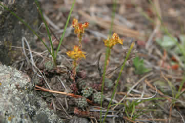 Fading stonecrop