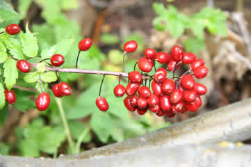 Baneberry in Rockies