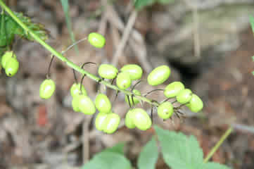 Baneberry before turning red