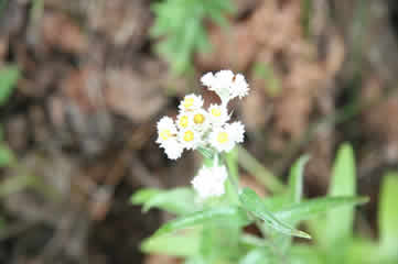 Pearly Everlasting