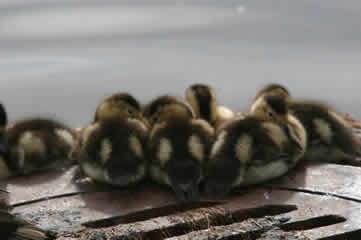 Ducklings at Lily Lake