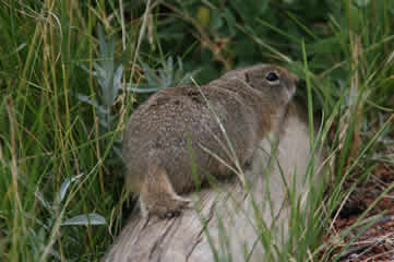 Woodchuck in the Rockies