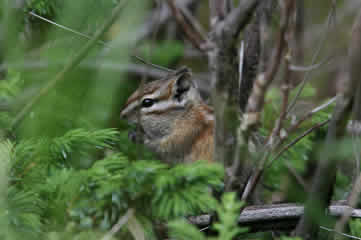 Least Chipmunk Rockies