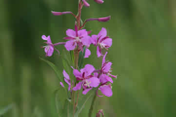 Fireweed