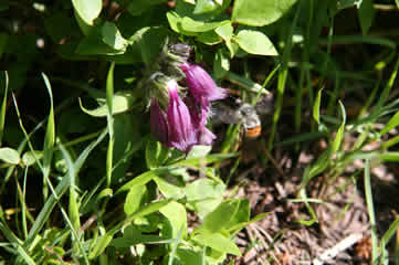 Dusky Beardtongue