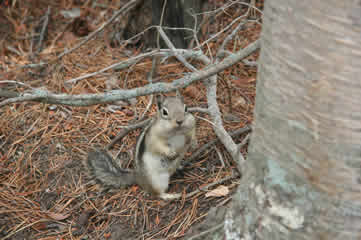 Chipmunk with full cheeks