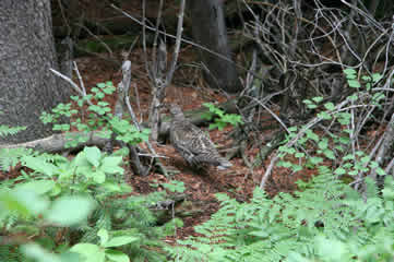 Ptarmigan