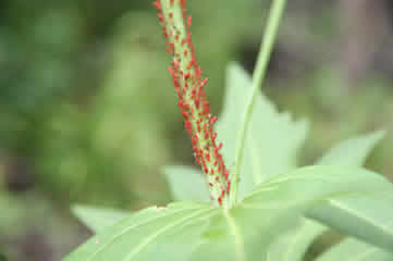 Tiny Red Bugs