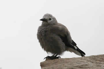 Fluffed Clark's Nutcracker