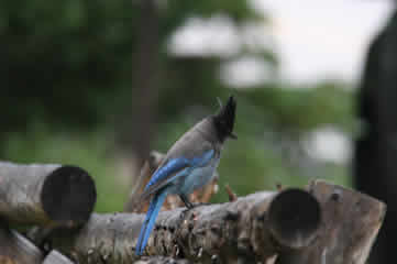 Stellar's Jay