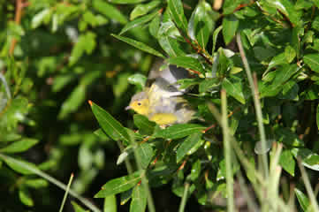 Wilson's Warbler at Beaver Pond Rockies