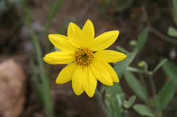 Arnica