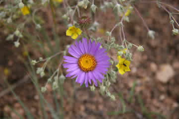 Aster