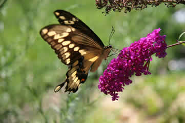 Swallowtail