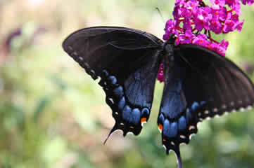 Swallowtail