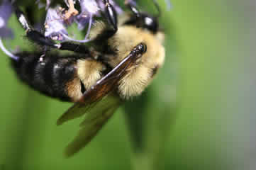 A busy bee