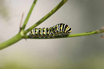 Swallowtail cat