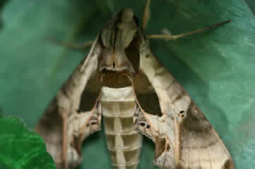 Sphinx moth