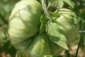 Huge tomato