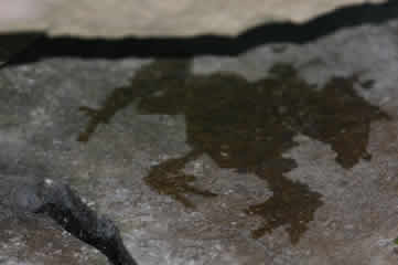Frog outline on a rock