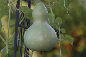 Green gourd