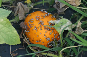 Squash bugs