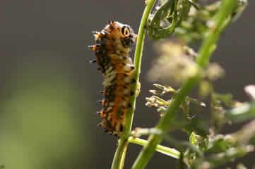 unknown caterpillar