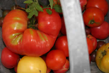 Harvest of tomatoes