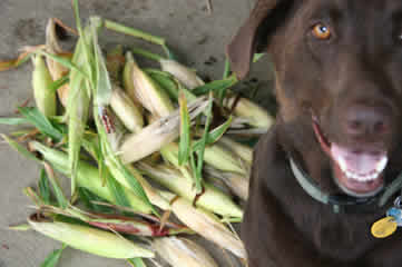 Hank the Tank and Corn Harvest