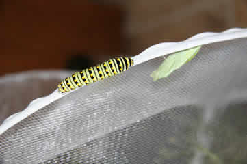 Swallowtail cat and chrysalis