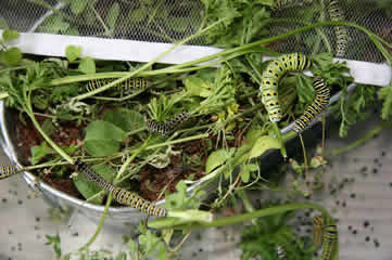 Swallowtail caterpillars