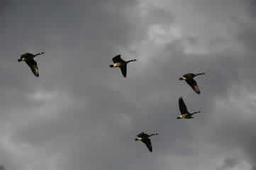 Impending storm over Baldwin City with geese