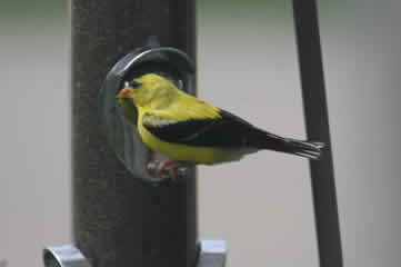 Male Yellow Finch