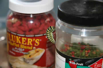 Swallowtail chrysalis on a jar of dragon food