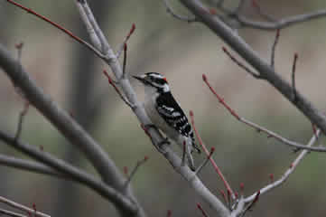 Woodpecker