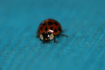 Ladybug