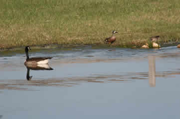 Goose and ducks