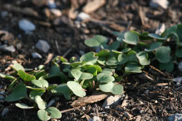 Radishes