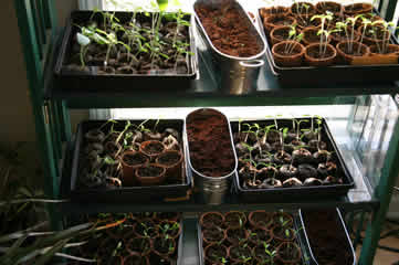 Seedlings1