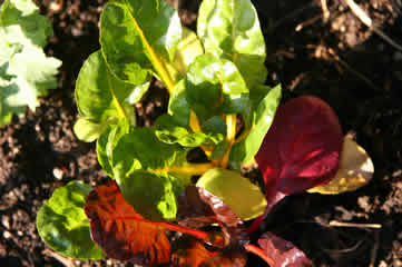 Swiss Chard