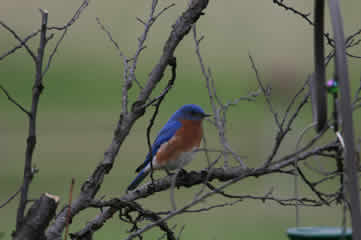 Bluebird